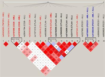 The Association Between Single-Nucleotide Polymorphisms of Co-Stimulatory Genes Within Non-HLA Region and the Prognosis of Leukemia Patients With Hematopoietic Stem Cell Transplantation